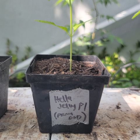 007: "Hella Jelly P5 #1" or AZUL?? growlog timeline photo