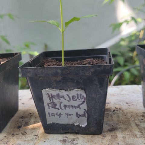 008: "Hella Jelly P5 #2"  growlog timeline photo