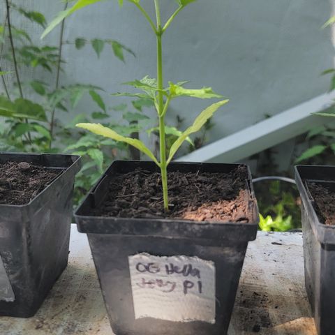 009: "OG Hella Jelly #1" growlog timeline photo
