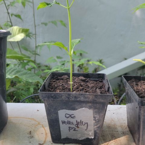010: "OG Hella Jelly #2" growlog timeline photo