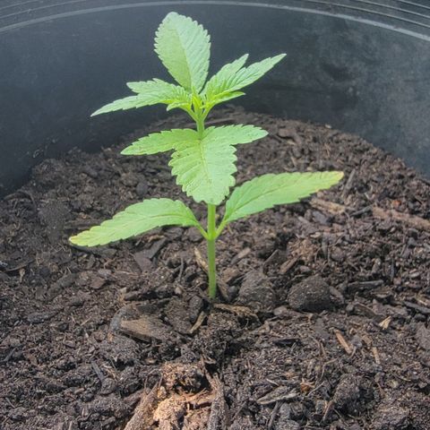 003: "Mike #2 (Right seed)  growlog timeline photo