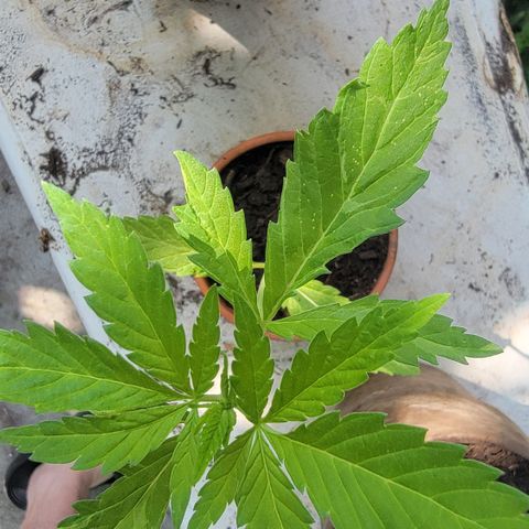 004: "Mike #1 (Left Seed)" growlog photo: Leaves are wilting, discolored, have spots