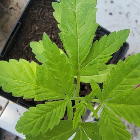 004: "Mike #1 (Left Seed)" growlog photo: Leaves are wilting, discolored, have spots