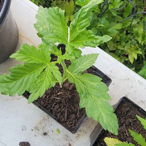 004: "Mike #1 (Left Seed)" growlog photo: Leaves are wilting, discolored, have spots
