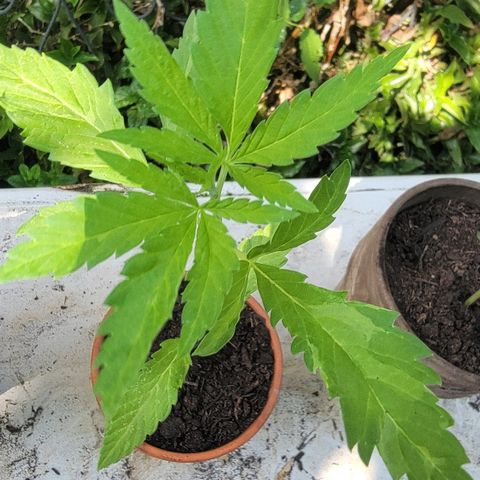 004: "Mike #1 (Left Seed)" growlog photo: Leaves are wilting, discolored, have spots