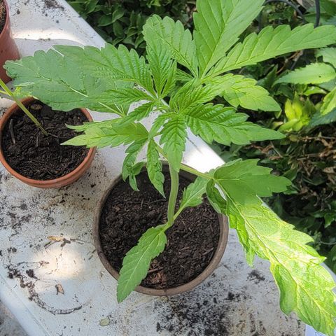 004: "Mike #1 (Left Seed)" growlog photo: Leaves are wilting, discolored, have spots