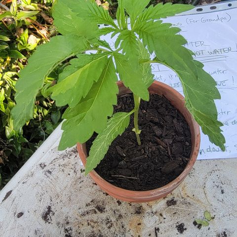 004: "Mike #1 (Left Seed)" growlog photo: Leaves are wilting, discolored, have spots
