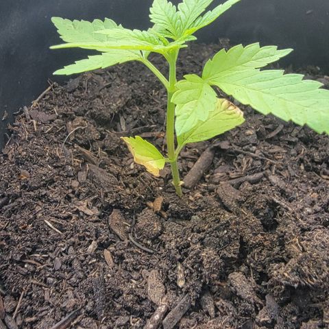 004: "Mike #1 (Left Seed)" growlog photo: Leaves are wilting, discolored, have spots