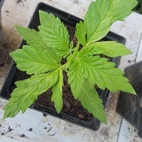004: "Mike #1 (Left Seed)" growlog photo: Leaves are wilting, discolored, have spots