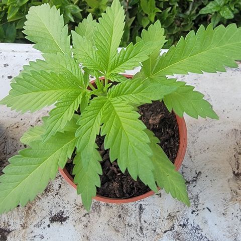 005: "Azul" growlog photo: Top 3 healthiest looking leaves