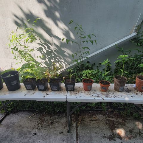 005: "Azul" growlog timeline photo