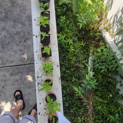 005: "Azul" growlog timeline photo