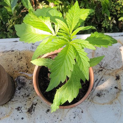 001: "Who Knows" growlog timeline photo