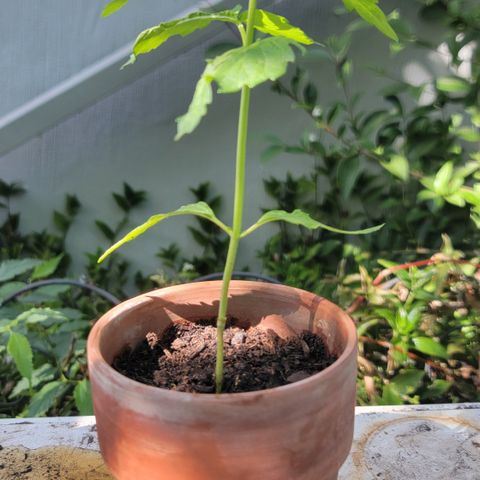 001: "Who Knows" growlog timeline photo