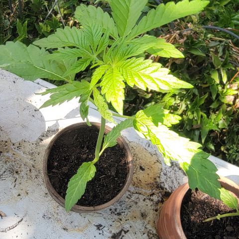 002: "Raul" growlog timeline photo