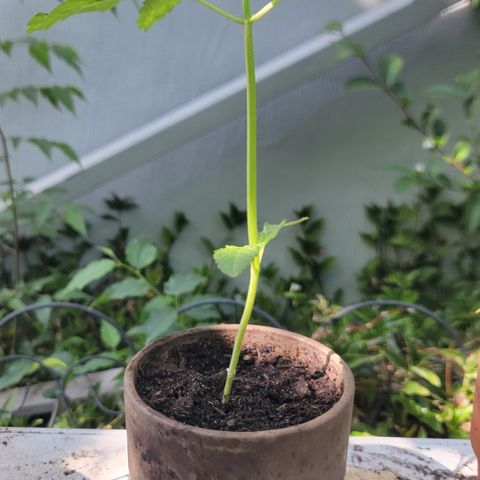 002: "Raul" growlog timeline photo