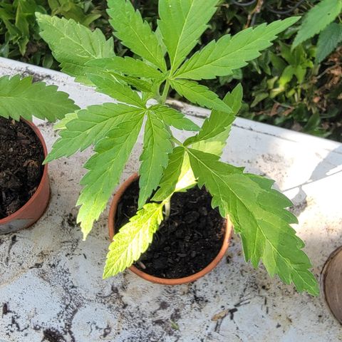 004: "Mike #1 (Left Seed)" growlog timeline photo