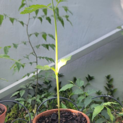 004: "Mike #1 (Left Seed)" growlog timeline photo
