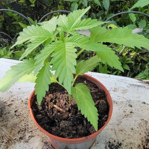 005: "Azul" growlog timeline photo