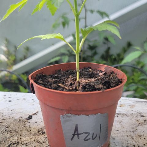 005: "Azul" growlog timeline photo
