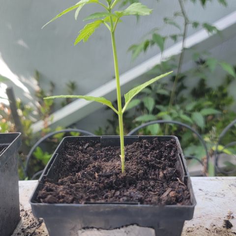 007: "Hella Jelly P5 #1" or AZUL?? growlog timeline photo