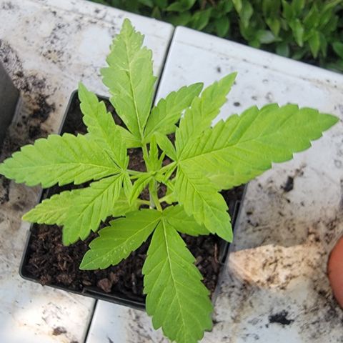 007: "Hella Jelly P5 #1" or AZUL?? growlog timeline photo