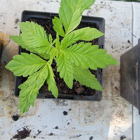 008: "Hella Jelly P5 #2"  growlog timeline photo