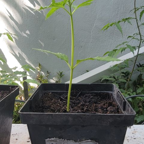 008: "Hella Jelly P5 #2"  growlog timeline photo