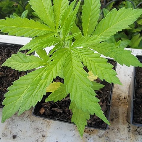 009: "OG Hella Jelly #1" growlog timeline photo