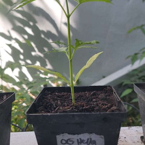 009: "OG Hella Jelly #1" growlog timeline photo