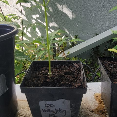 010: "OG Hella Jelly #2" growlog timeline photo