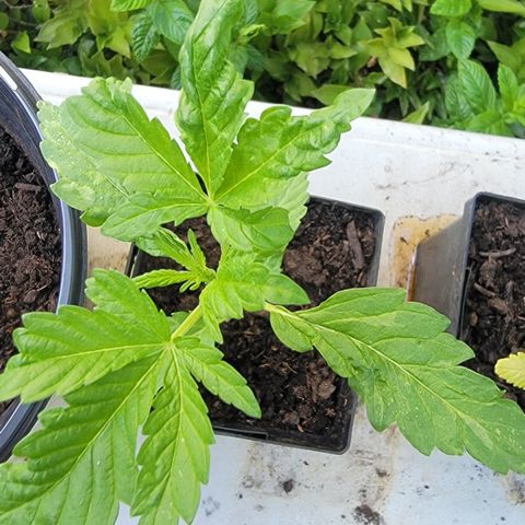 010: "OG Hella Jelly #2" growlog timeline photo