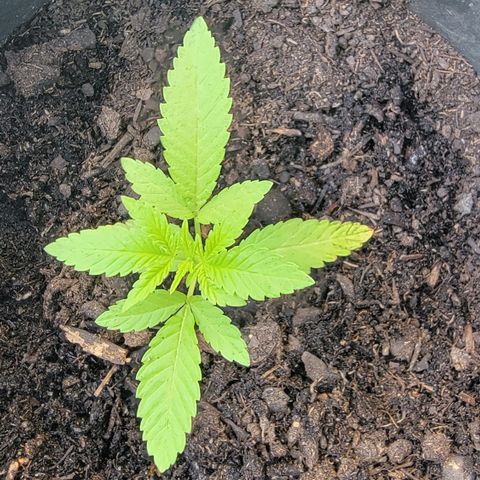 003: "Mike #2 (Right seed)  growlog timeline photo