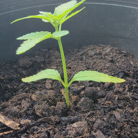 003: "Mike #2 (Right seed)  growlog timeline photo