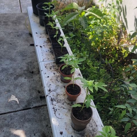 005: "Azul" growlog photo: Plants watered