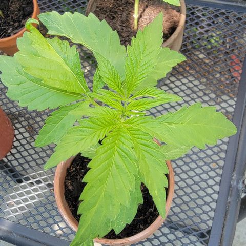 001: "Who Knows" growlog photo: Leaves look damaged