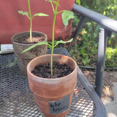 001: "Who Knows" growlog photo: Leaves look damaged