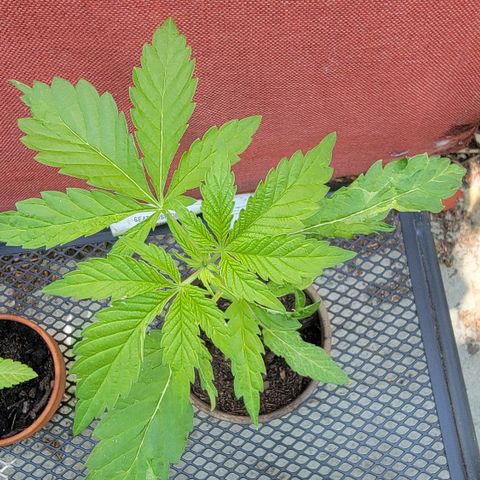 002: "Raul" growlog photo: Damaged leaves