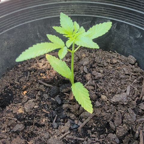 003: "Mike #2 (Right seed)  growlog photo: Healthy plant