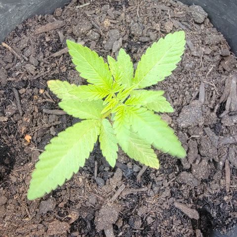 003: "Mike #2 (Right seed)  growlog photo: Healthy plant