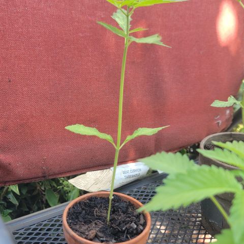 004: "Mike #1 (Left Seed)" growlog timeline photo