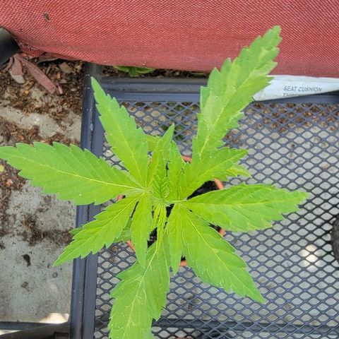 004: "Mike #1 (Left Seed)" growlog timeline photo