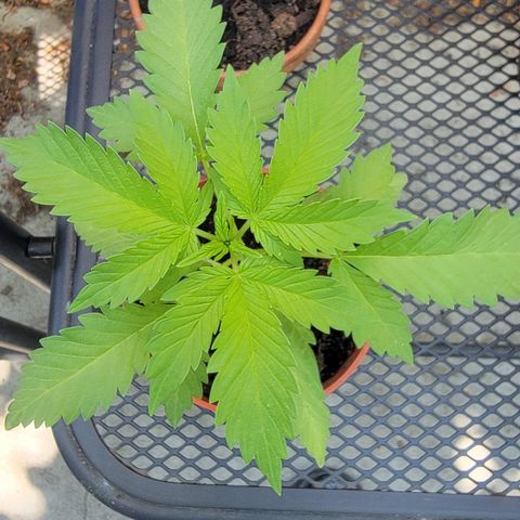 005: "Azul" growlog timeline photo