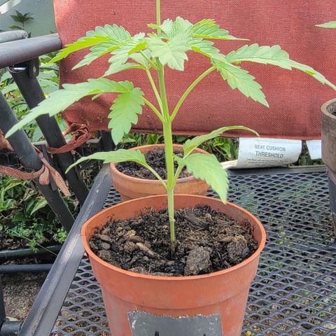 005: "Azul" growlog timeline photo
