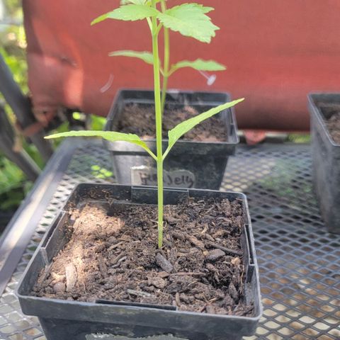 007: "Hella Jelly P5 #1" or AZUL?? growlog timeline photo