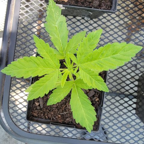 007: "Hella Jelly P5 #1" or AZUL?? growlog timeline photo