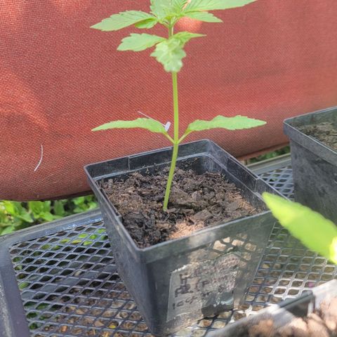 008: "Hella Jelly P5 #2"  growlog timeline photo