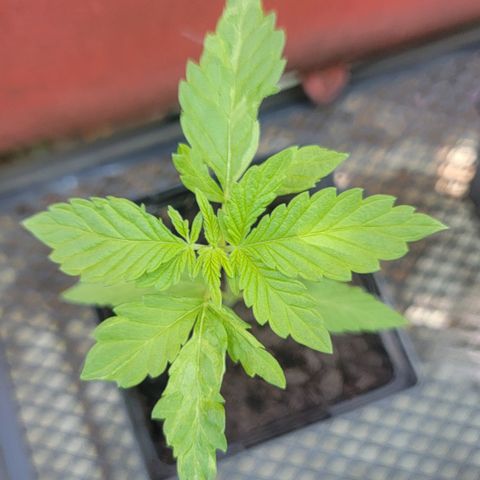 008: "Hella Jelly P5 #2"  growlog timeline photo
