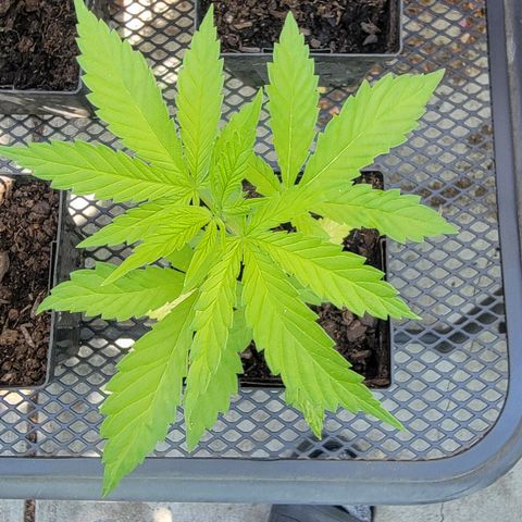 009: "OG Hella Jelly #1" growlog timeline photo