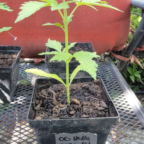 009: "OG Hella Jelly #1" growlog timeline photo